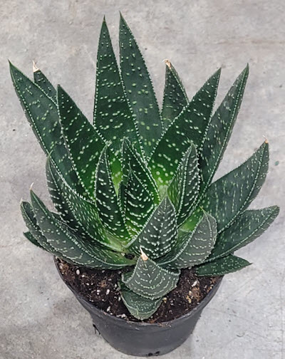4" Gasteria Royal Wolfgang (Sale)
